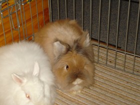 Angorakaninchen gepflegt Angorakaninchen gepflegt